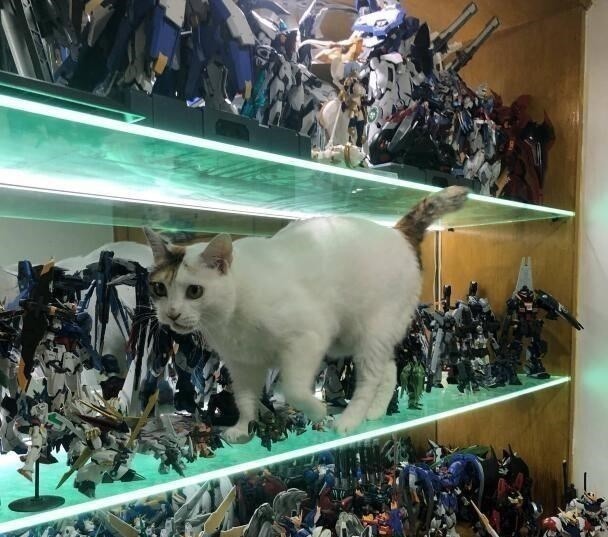 猫咪|让手办爱好者恐怖的并不是小孩,而是家中行走的猫咪
