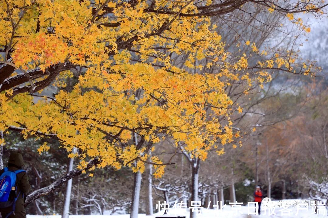 美景|立冬恰逢初雪，北京号带您“云”赏雪后美景