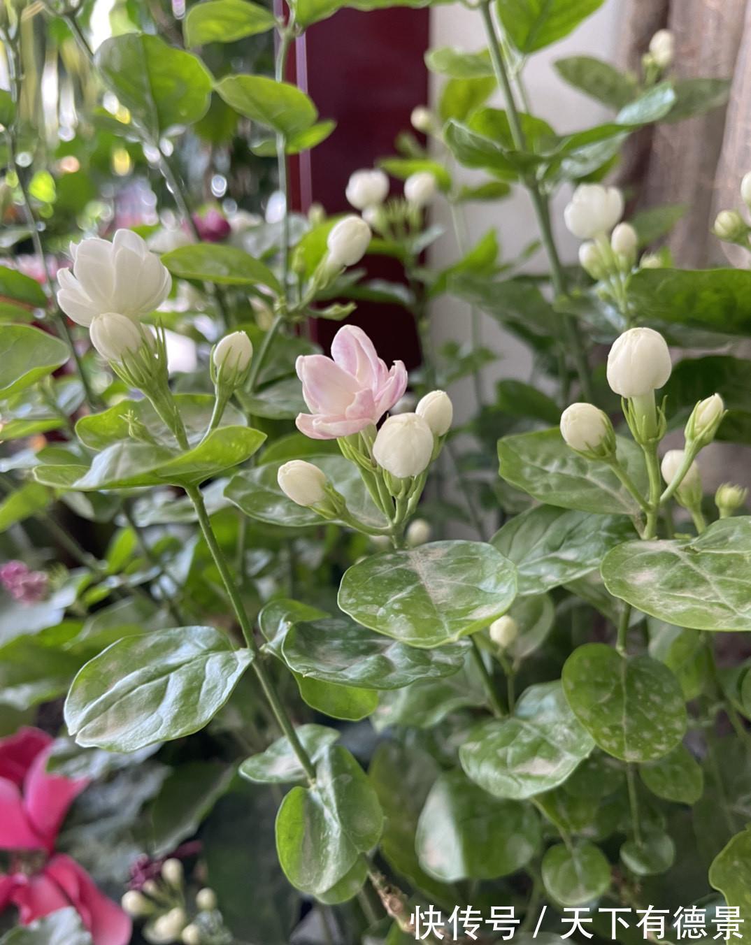 茉莉花|茉莉花释放“三信号”，果断剪一剪，花苞咕噜冒，一次绽放上百朵