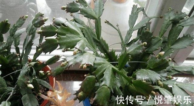 蟹爪兰|蟹爪兰叶子“软塌塌”教你做3步,嗖嗖冒新叶,入冬花朵爆盆