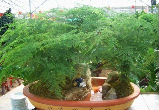 文竹盆土里插个“神器”,盆土状况一目了然,变成茂密“小森林”