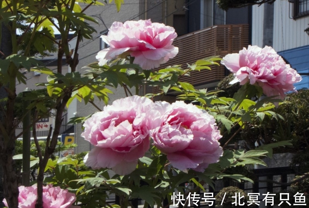 金牛座|1月,繁花盛开,不惧未来,3星座旧爱回头,寻回挚爱