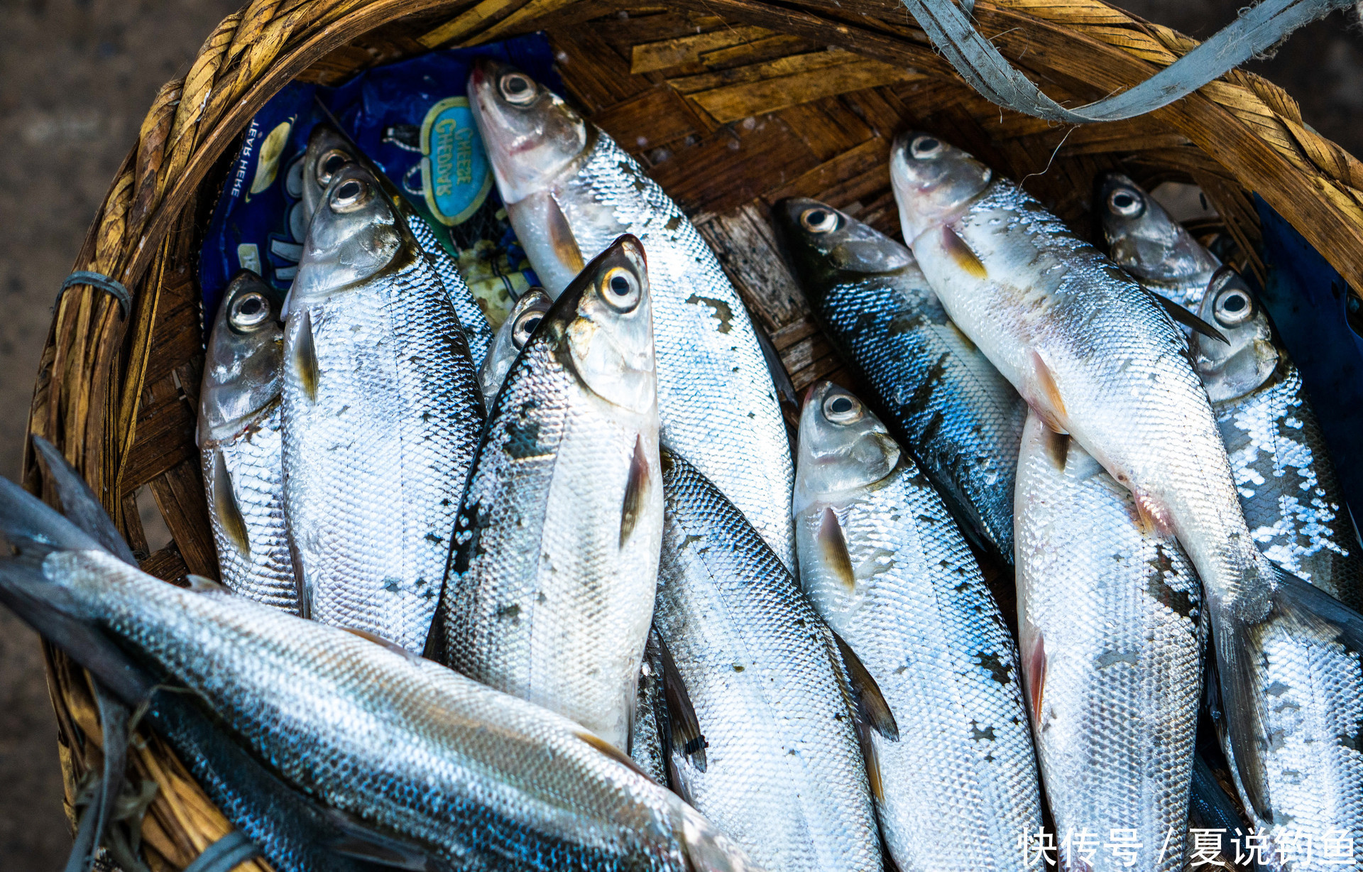 小鱼闹窝严重,与其被动接受不如主动改变,需要做七个动作