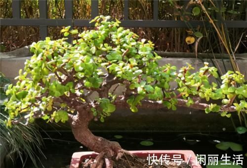 养金枝玉叶,年年都要剪,养成盆景价更高,越老越值钱