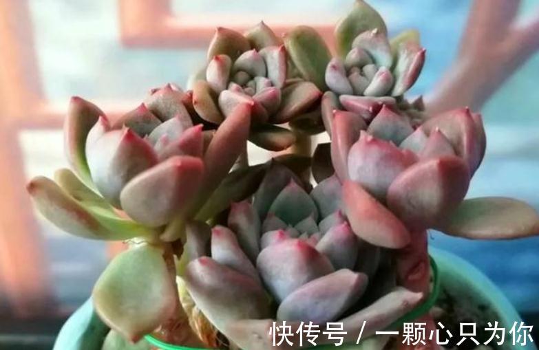 养多肉霜花,盆栽多注意这些细节,茎叶又绿又粉,贼好看