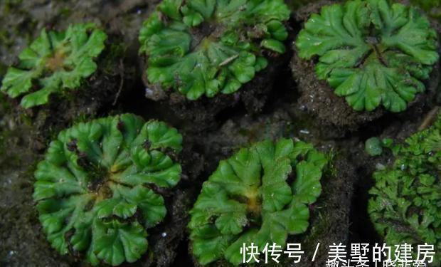 铜钱草|9种“带钱花”，家里养一盆，寓意财源滚滚来，最后2种你见吗？