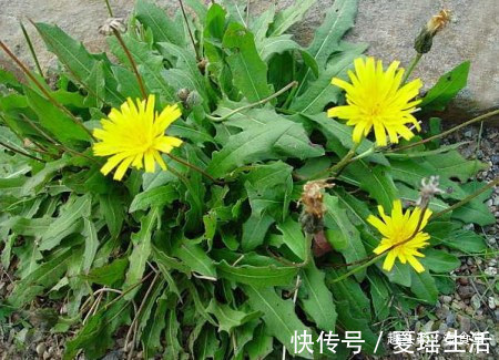 生活环境|坚持用蒲公英泡水喝，1个月之后身体会怎么样