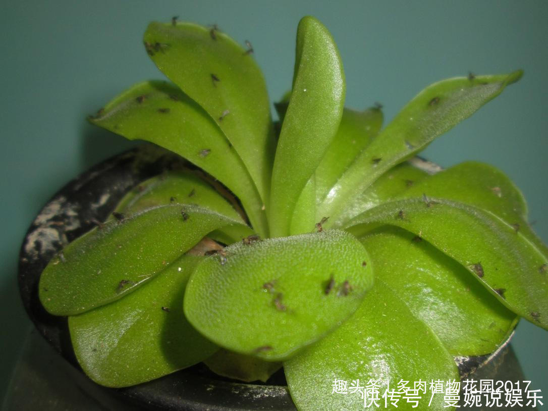 植物|养花容易招小飞虫,这样处理,虫没花美