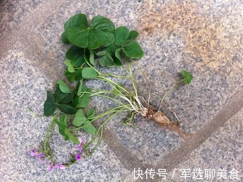 本草纲目|野外见到这种“心形小草”,请拿袋子装些回家,它的价值不一般