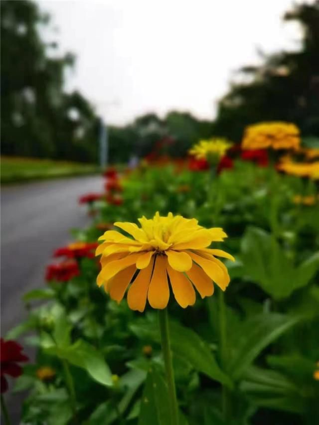 打卡长春公园|夏日探景 | 打卡