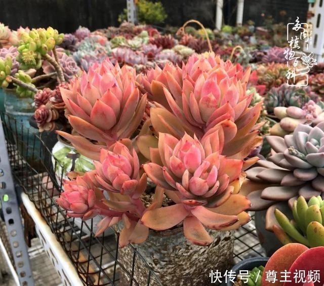 百科|养多肉三年多,初见惊鸿!累并快乐着!养多肉三年多,初见惊鸿!累并快乐着!