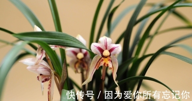 兰花凋谢后，早做3件事，新芽还比老苗多