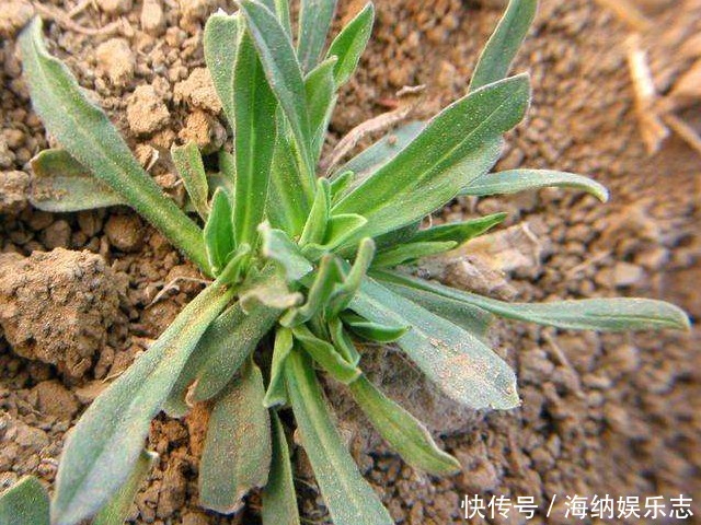 野菜|被大家赞为“女人草”的野菜，养护子宫，美容养颜，你吃过几个