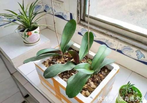 以用来|泡沫盒别再丢了,用来养花,会有你意想不到的的惊喜!