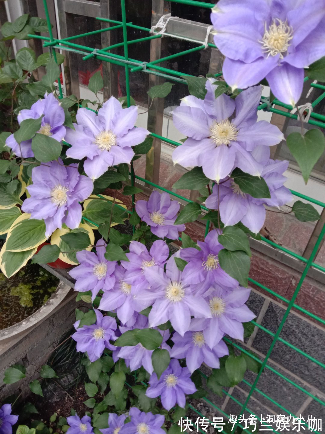 感染|四月养铁线莲,避开“三怕”撒欢长,次月顺着杆攀成“花帘子”