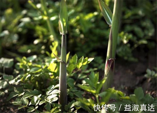 鲜嫩|河岸边才长的笋,以前人们用它充饥,如今成上佳野菜,3月正鲜嫩