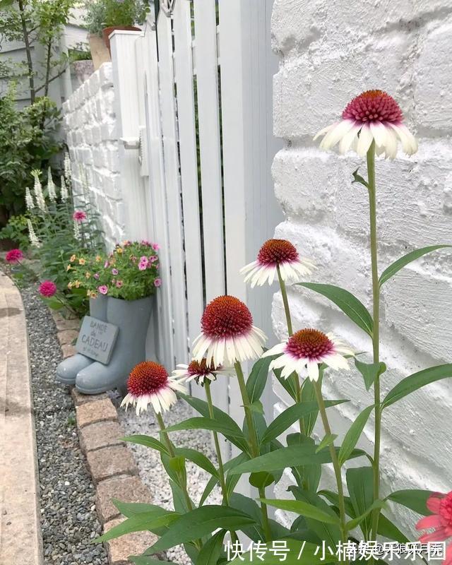 毛地黄|小空间花园打造指南丨四季开花不断,她是怎么做到的?