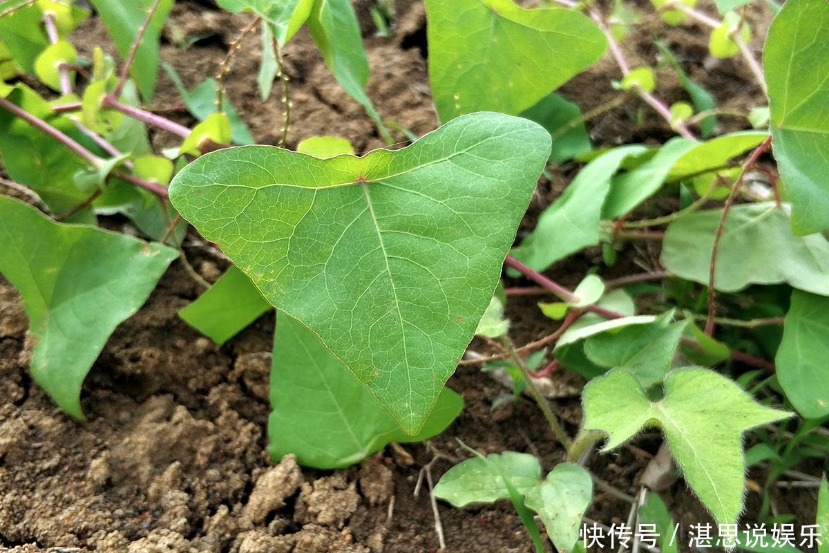 零食|农村一种有刺野草,蛇见到就跑,是治蛇伤良药,农村娃却当零食吃