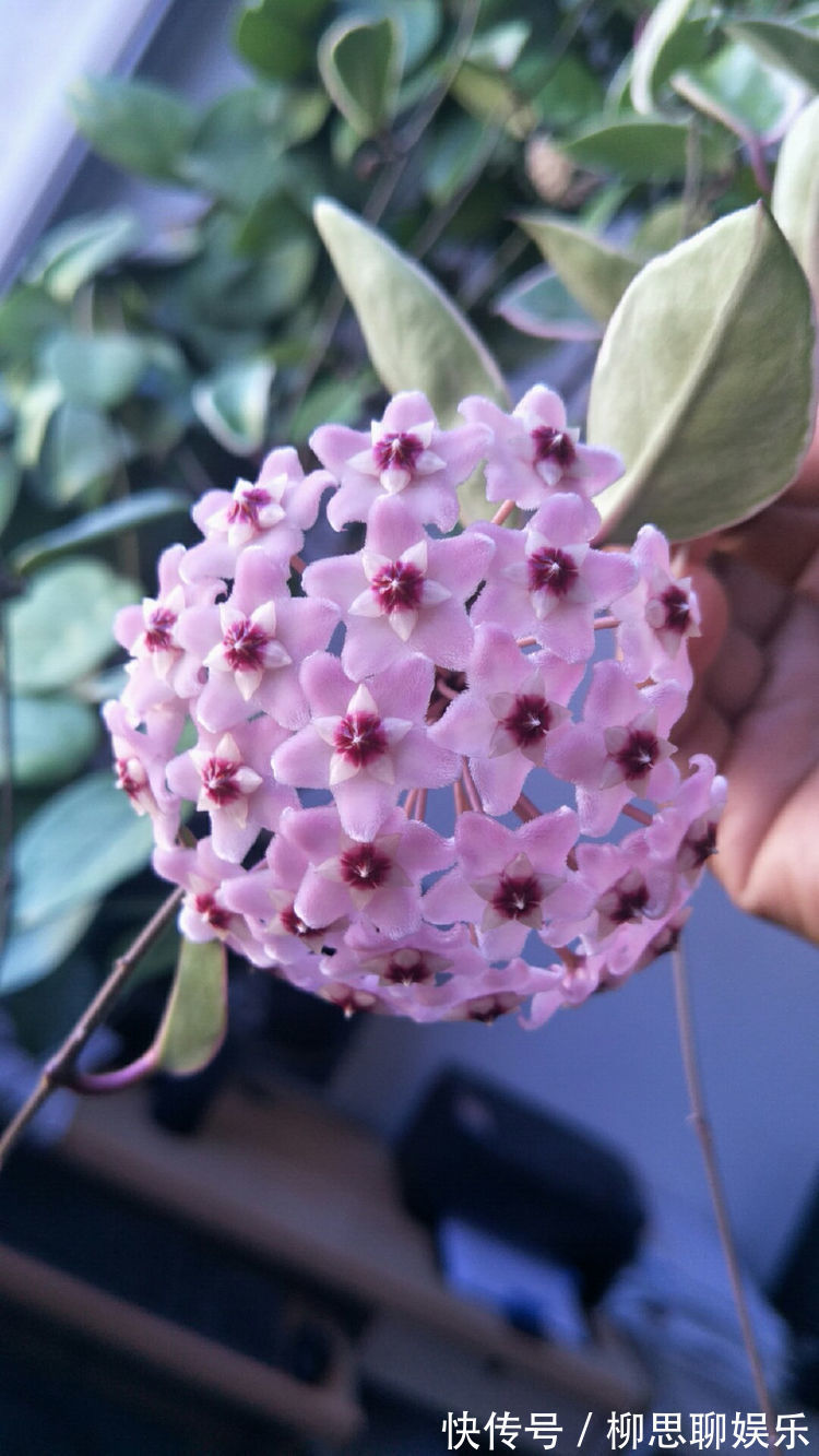 3种漂亮花,养家里特惹人眼球,娇美好养花量大,美爆庭院变花园