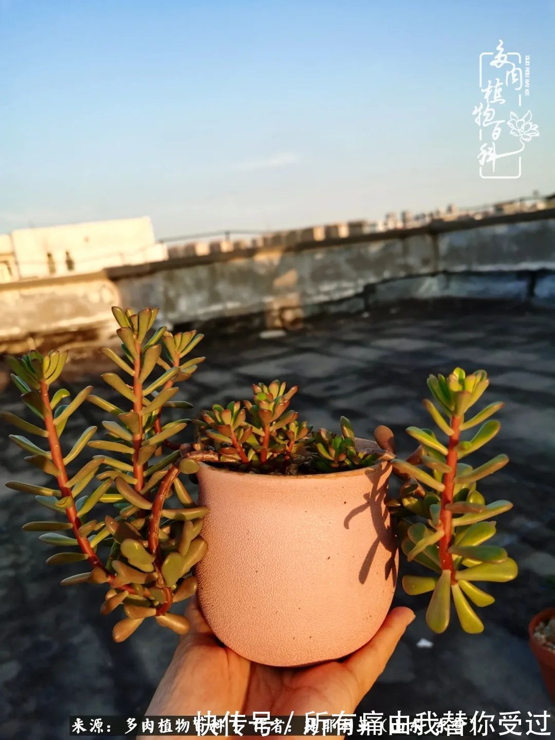 人如多肉,经阳光雨露历练后,亦会越挫越勇!