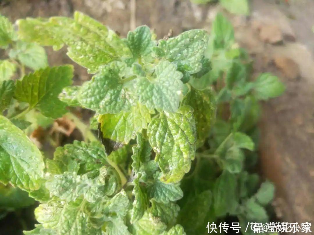 白粉病|给花喷点杀菌水,虫子全杀死,杀菌消毒叶子绿