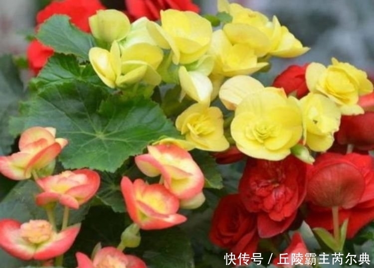 家里要养4种花,开花吉祥又喜庆,远远的,就能闻到它的花香