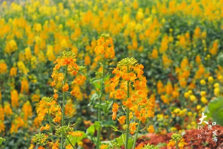 迎春花|春暖牛栏坝,花开金鳌山!五彩油菜花你见过吗?