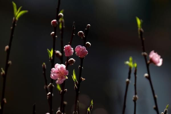 中年|这个年夜饭吃粽子的国家,居然还有人属猫?