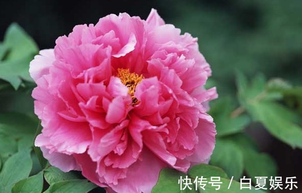 养花就养能看还能吃的,养起来心情还很好,美容养颜作用少不了