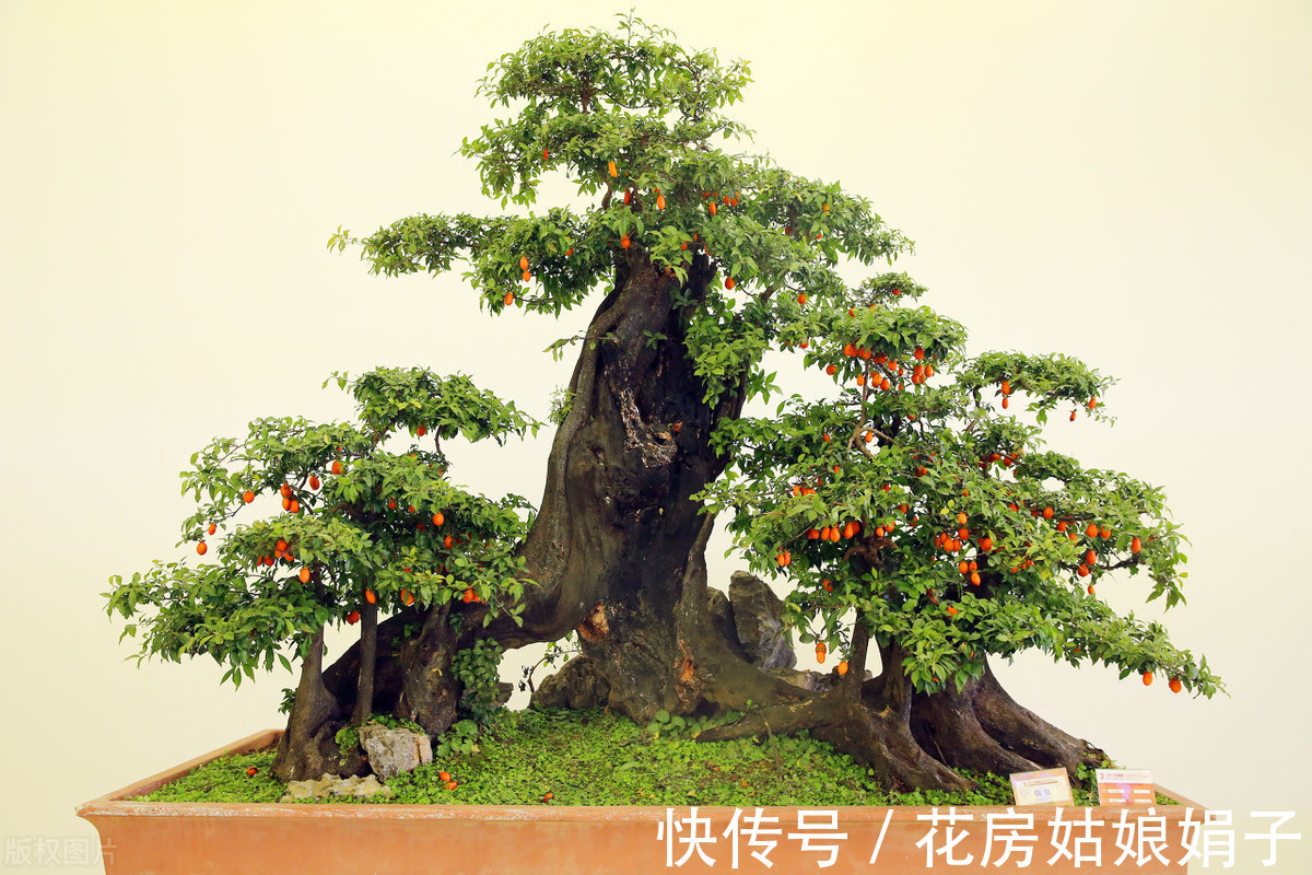 植物|别再为浇水发愁了,给你支招“10多10少”浇水法,比啥方法多管用