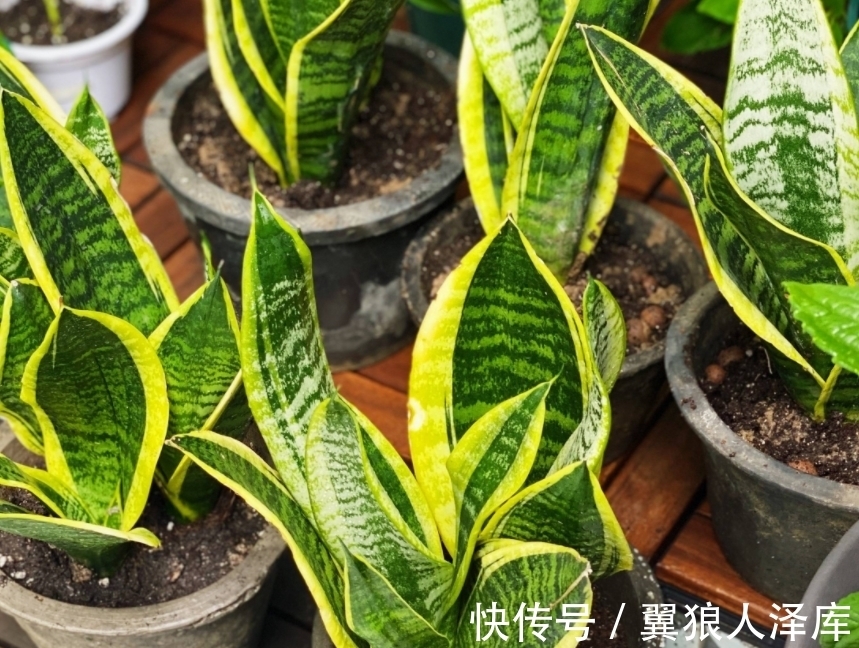 冬季浇花该注意什么?牢记4点不吃亏,不然就等着全空盆吧!