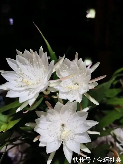 植物|养了5年的蟹爪兰,原来是个“假货”,看看你家的是什么?