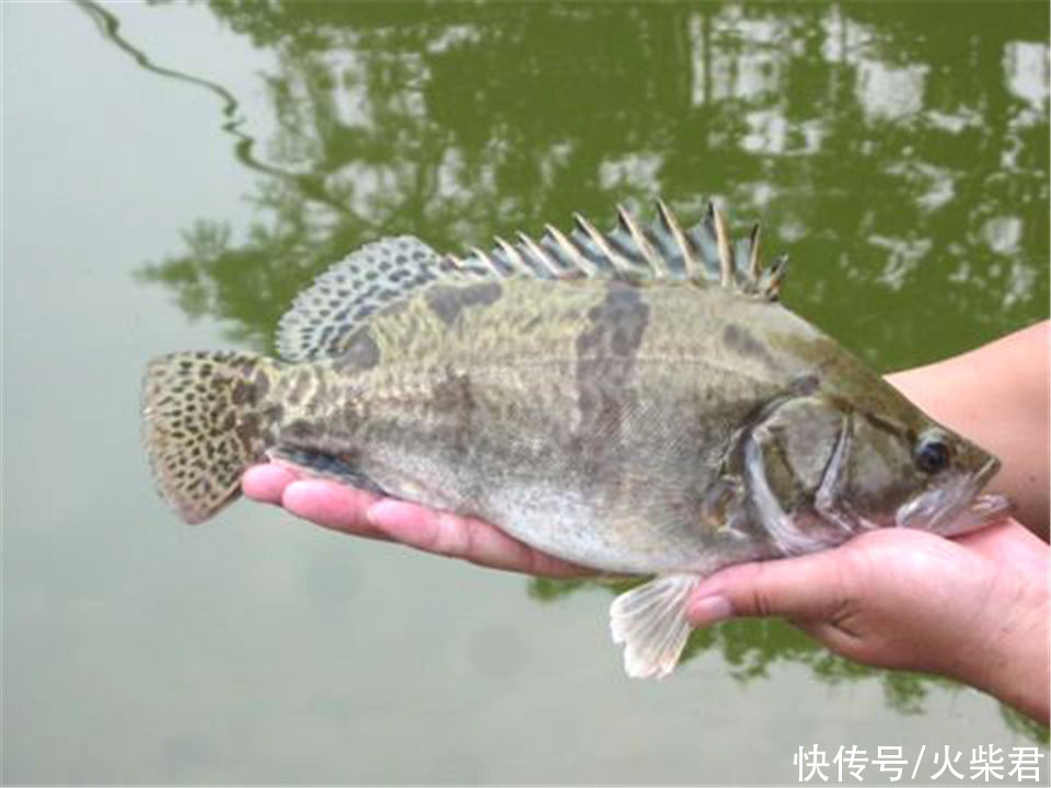 广西|广西野生鳜鱼泛滥?有钓友两小时钓了一桶,有人羡慕也有人恼怒