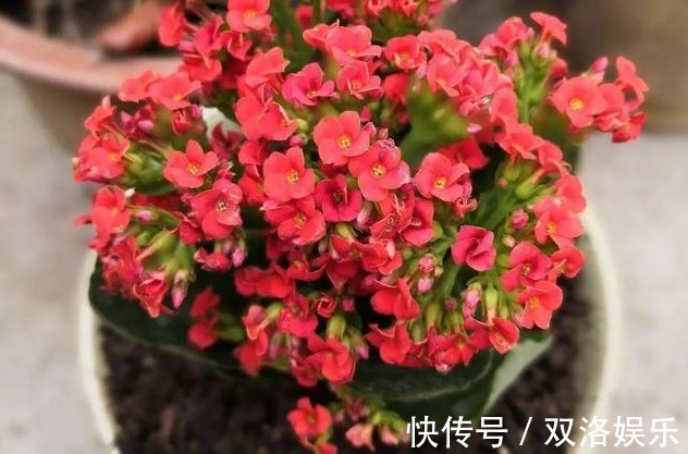 长寿花不油绿,3个方法“妙解决”,叶子油绿呼呼长,秋后猛开花