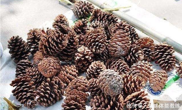 免费捡来的“松塔”，有3个“大作用”，养花肥效足，还能变盆景！