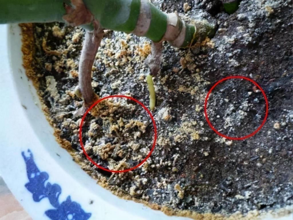 坏习惯|养花有这“3个坏习惯”,花盆里面会起“碱”,用4个方法解决