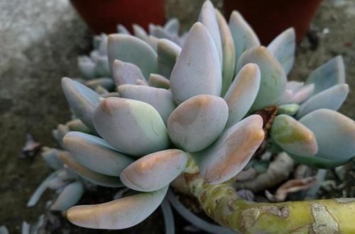 胖娃|多肉干瘪好像小老头?原因有三种,学会了顺利过冬,长成小胖娃!