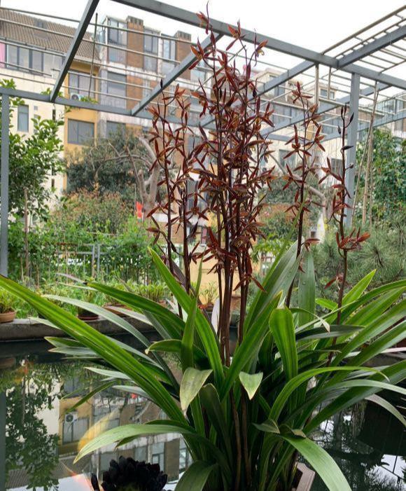 兰花忒难养?配个好土,咋养咋壮,花箭一米八,香喷喷的报岁花