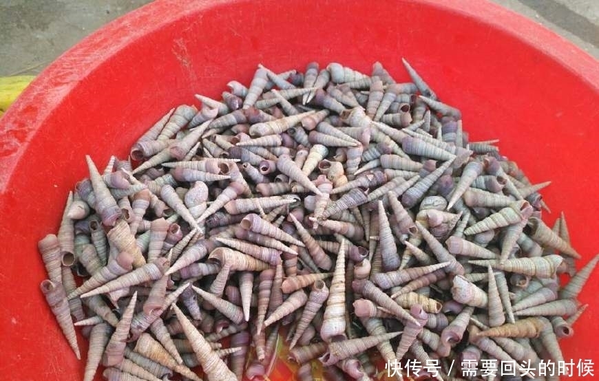 便宜|沿海农村大集上海鲜便宜到一块钱一斤,看到第五个,都不忍心吃了