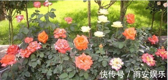 营养物质|以下“神仙水”给月季喝一点，叶子绿油油、花苞挂满枝！