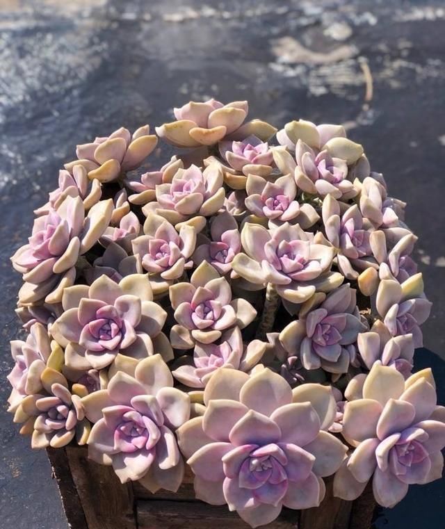 一种紫色“多肉”，5个养护小技巧，叶片肥，长成群生的漂亮老桩