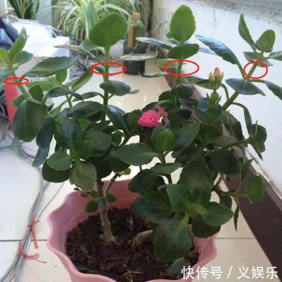 开花|长寿花“沉默”不开花，剪下2根“重要枝”，1盆的花朵顶两盆