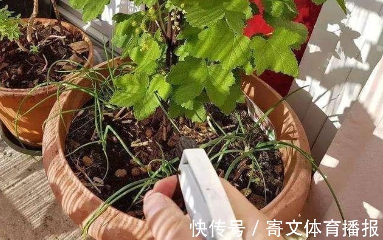 植物|养花最“坑人”的妙招,老花匠都不敢用,养花新手一定别尝试