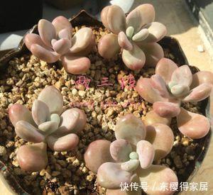 这些多肉叶插不活不怪技术，即使生根也难长新叶，别白费力了！