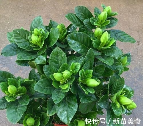 6种花,再舍不得也要“搬出去”,越狠狠晒,越满头开花!