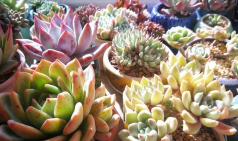 多肉浇水后还是干瘪的?教你几个小技巧,快速服盆长势好