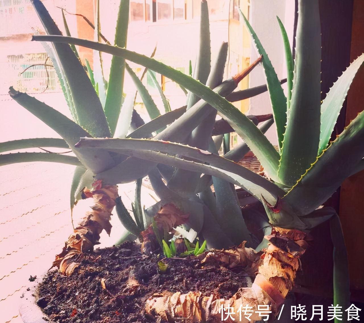 龟背竹|5种“大盆花”适合养客厅,旺家有格调,吉祥好养,易成“老桩”