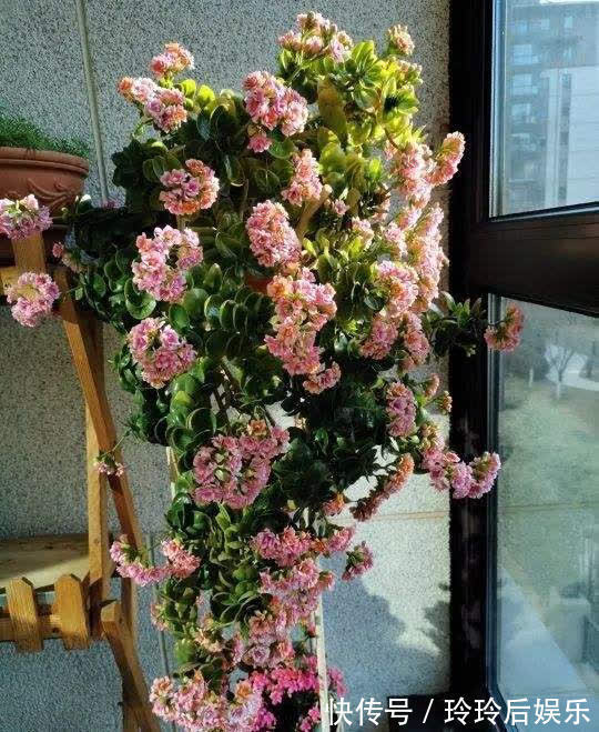 懒人|生命力顽强的漂亮花,管得越少越爱长,对待懒人超友好