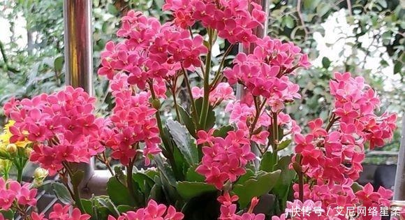 家里养花,就选这几种,一年四季不用管,给点阳光就开花