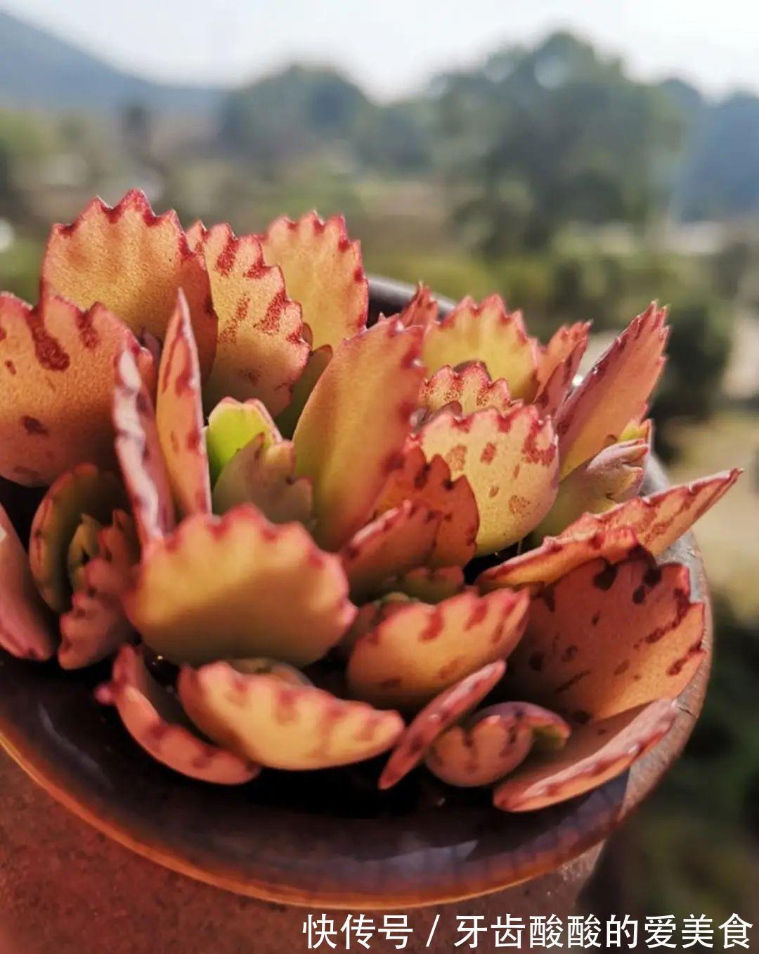 1个盆里塞800棵多肉,鼓到爆炸,看都不敢看